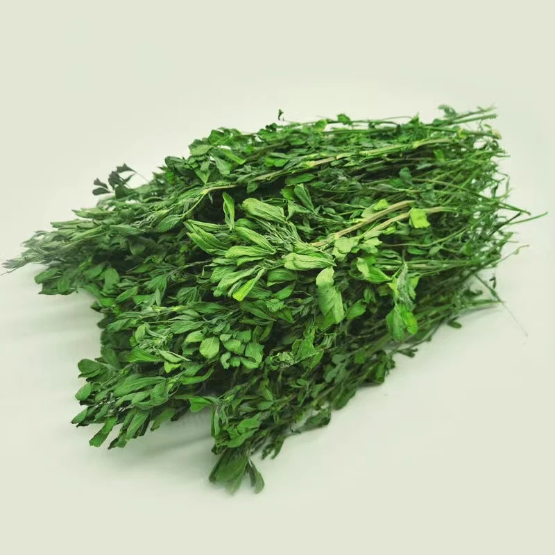 苜蓿草紫花苜蓿草饲料幼兔饲料牧草干草兔子