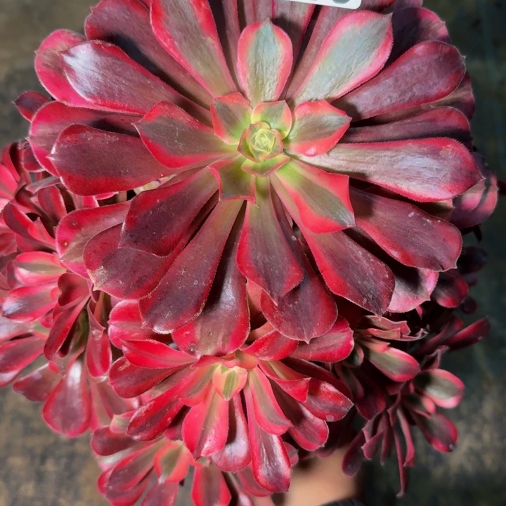 4039美杜莎多肉植物