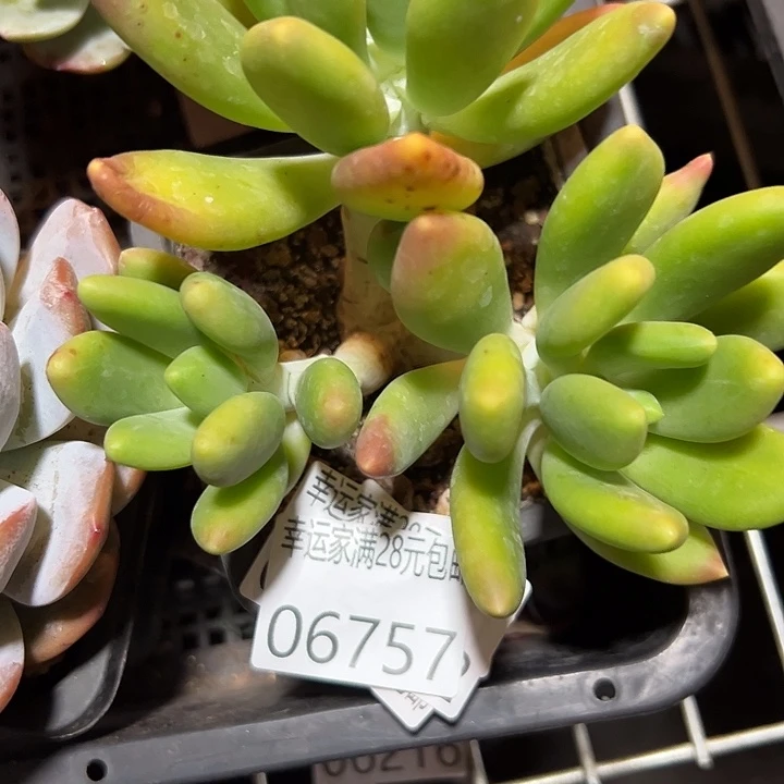 幸运的是我还在努力地