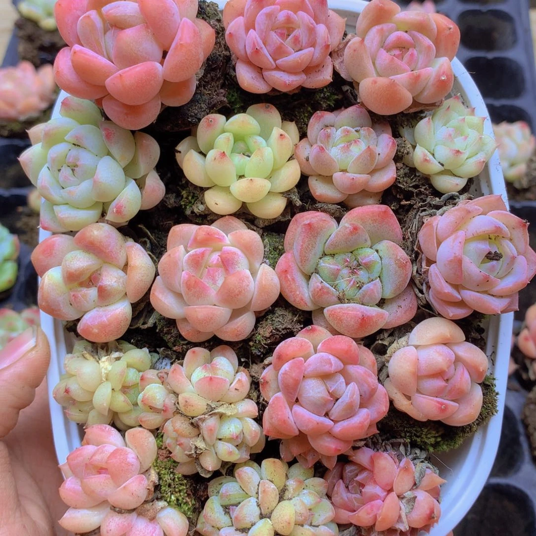 我要去看你了啊我的033