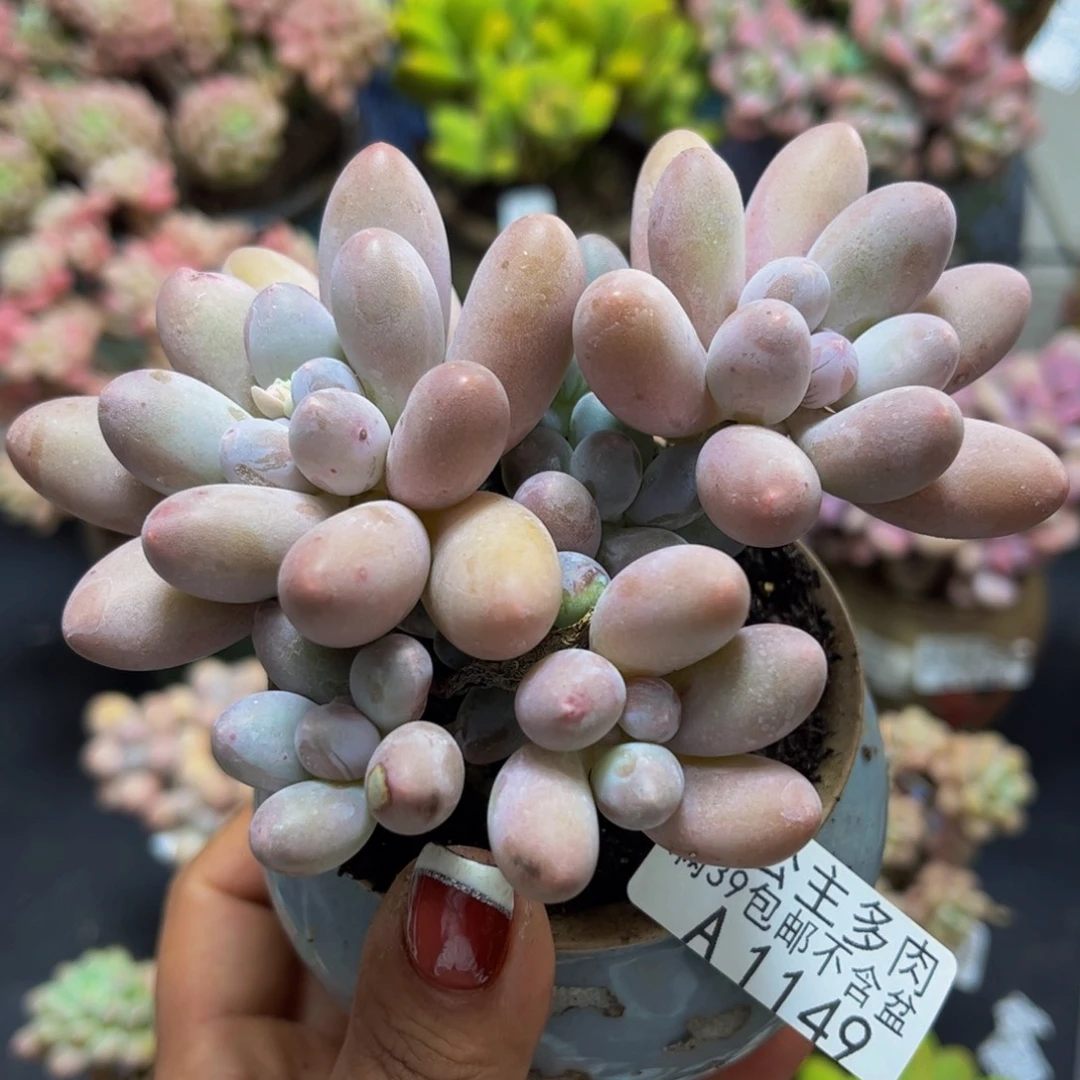 汤圆奶酪1149/8cm多肉