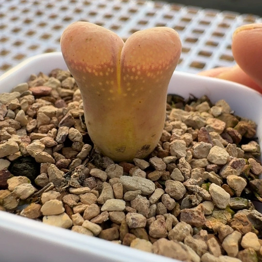 753产地c10带盆土发货