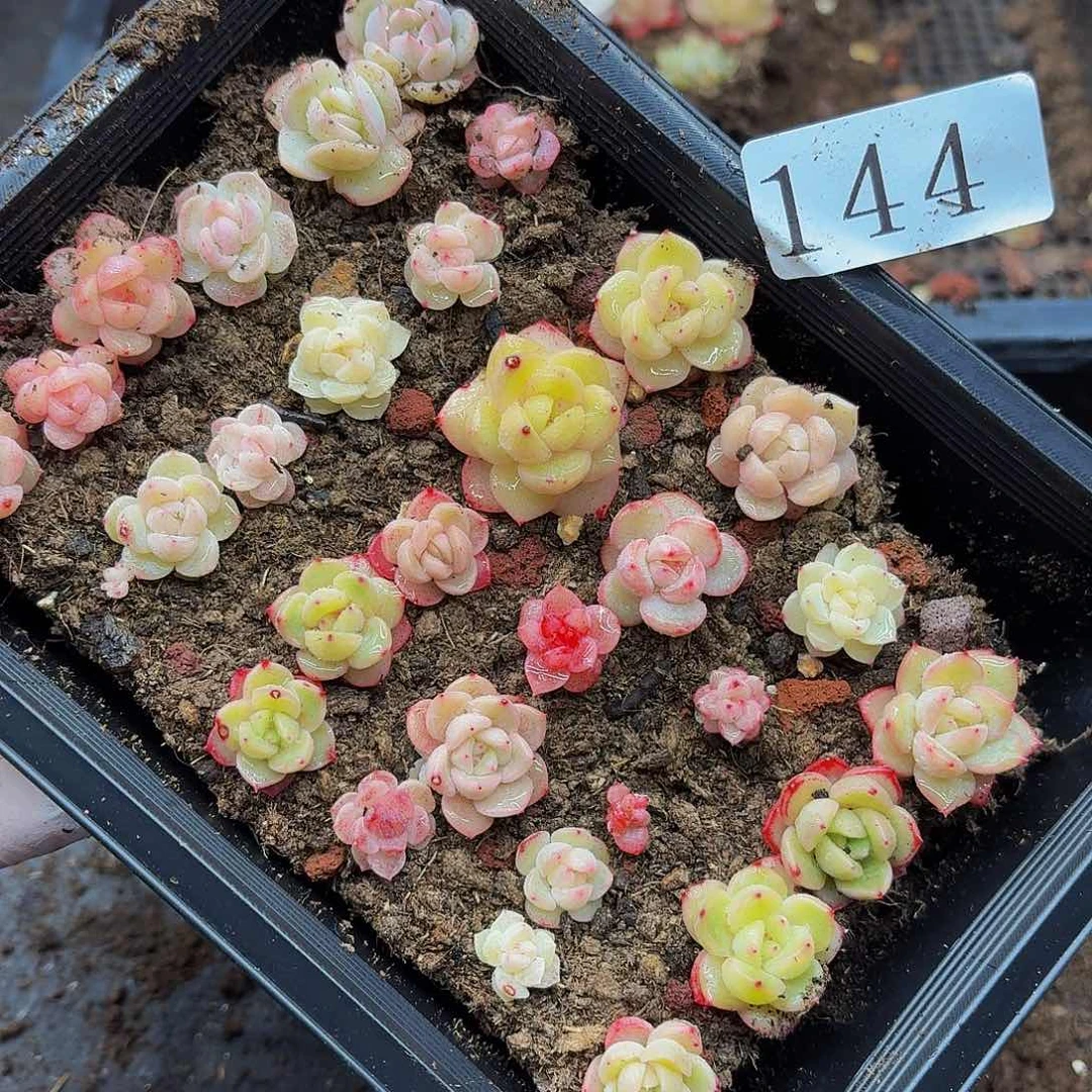 多肉植物多肉植物144