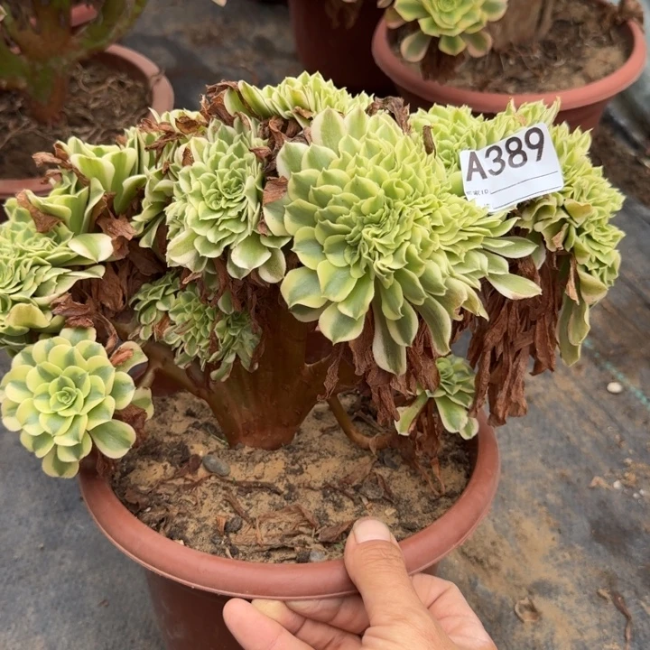 迈巴赫法师了缀化389