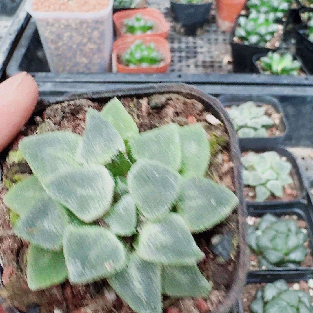 爱***虾十二卷福利活动冰砖