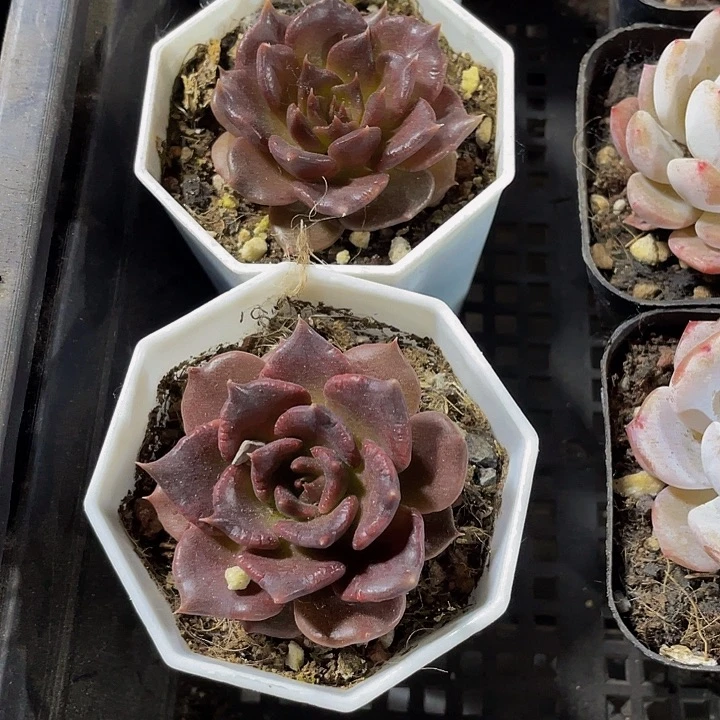 八角盆黑饺子带盆土发