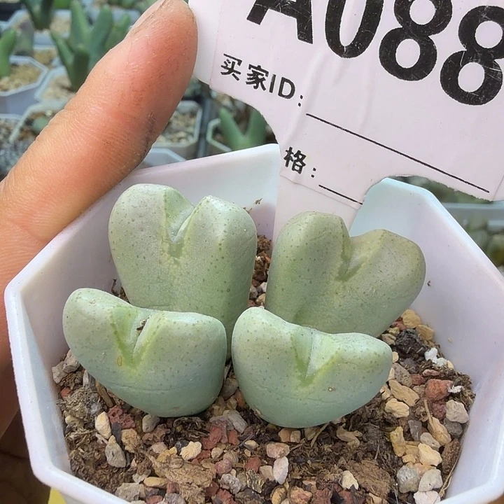 088。紫花少将一盆