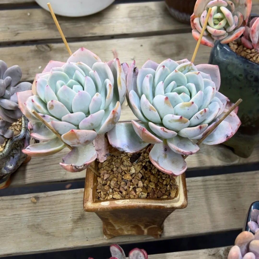 ?*宝风橙28 零零多肉植物