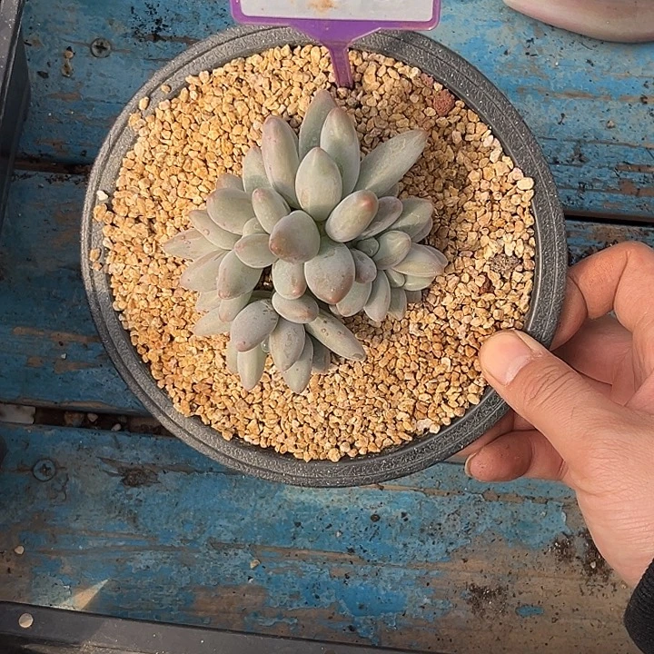 多肉植物白兰地799