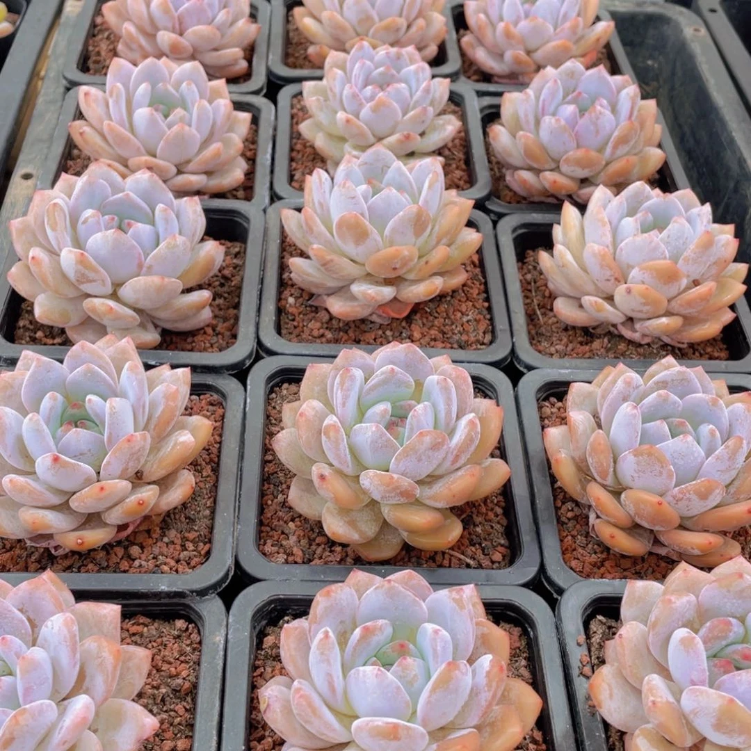 314号 冰透雪天使梦露大单头2个