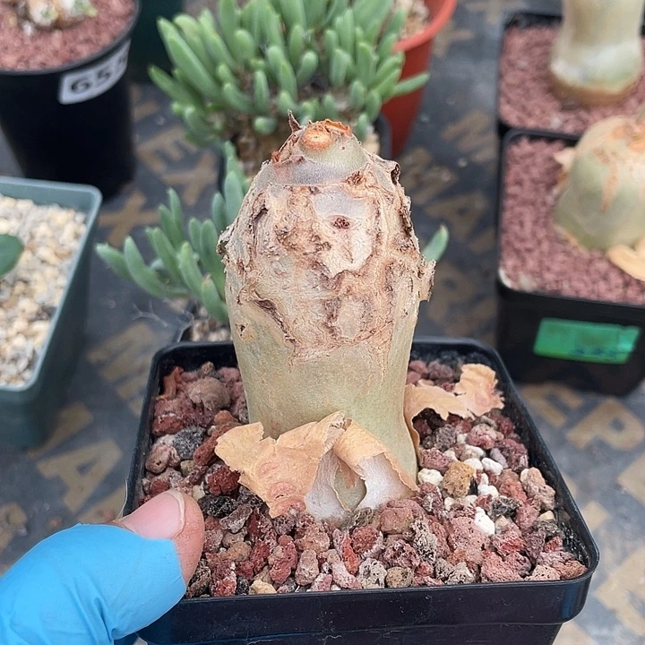 8888安哥拉葡萄翁块根