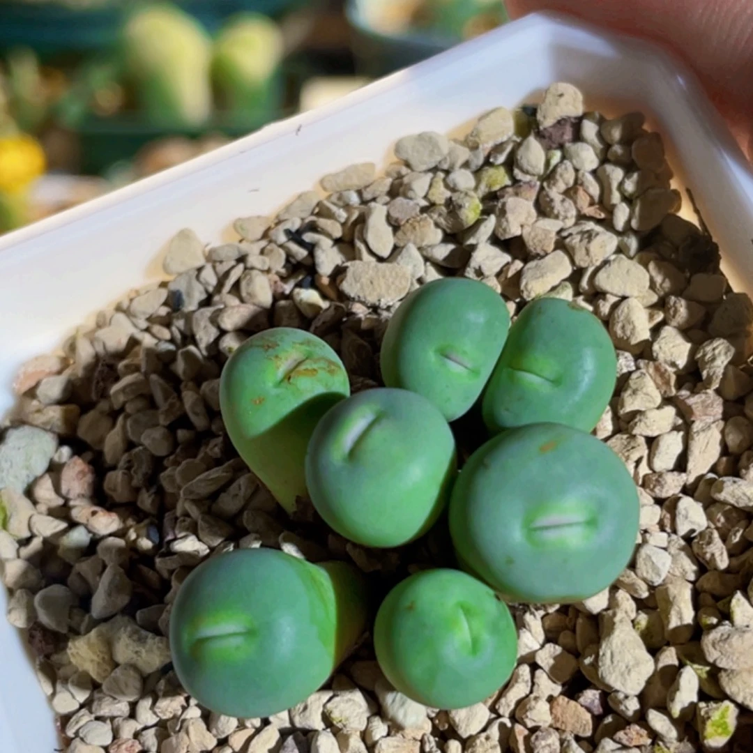 比特嘟嘟嘴植物一物一拍