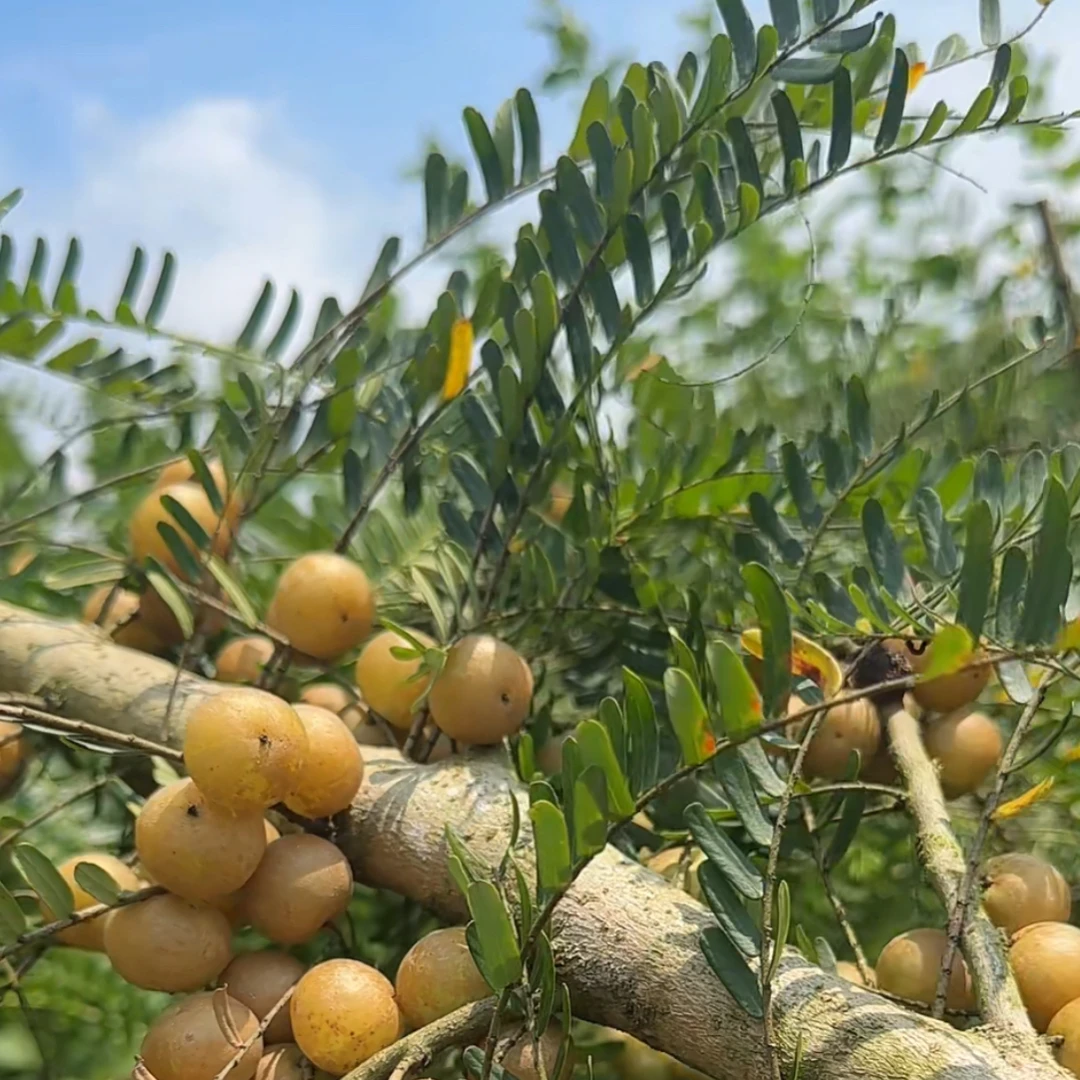 潮汕特产金灶高山赤皮油甘酥脆爽口回甘清甜新鲜水果