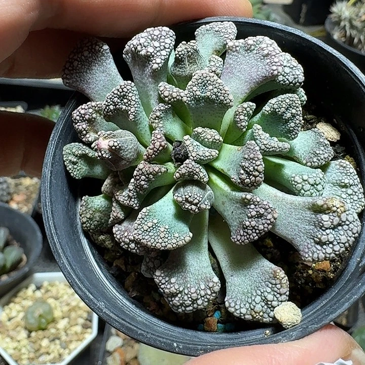 836天女簪脱土发货