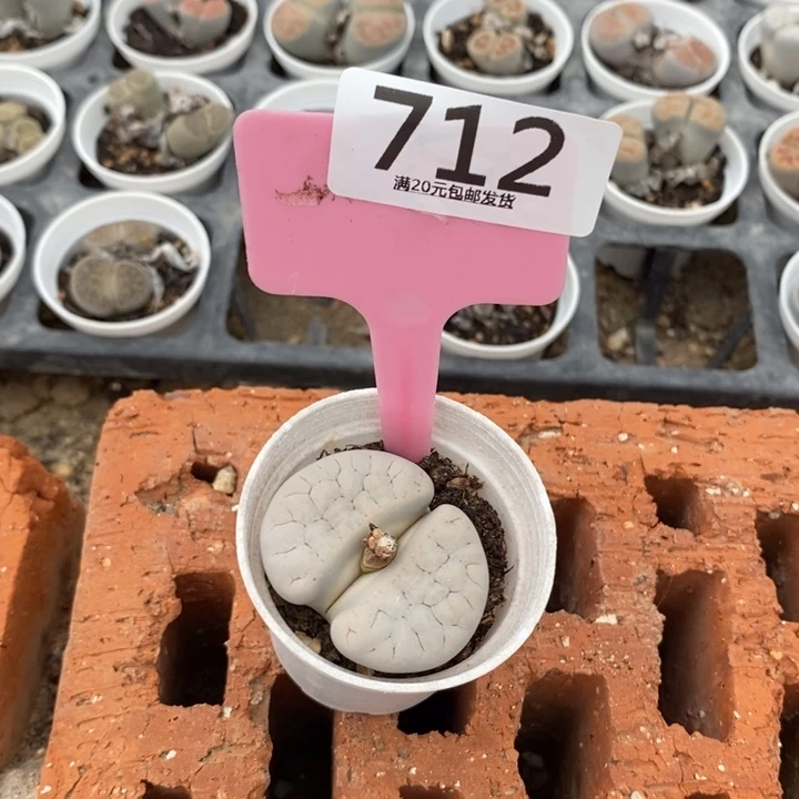 知***乐生石花等植物的生长712