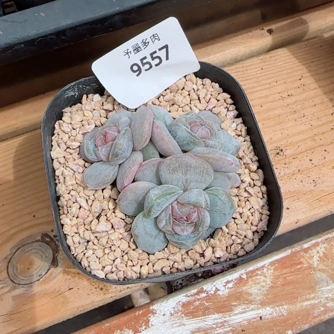 红皇后群，9557多肉植物