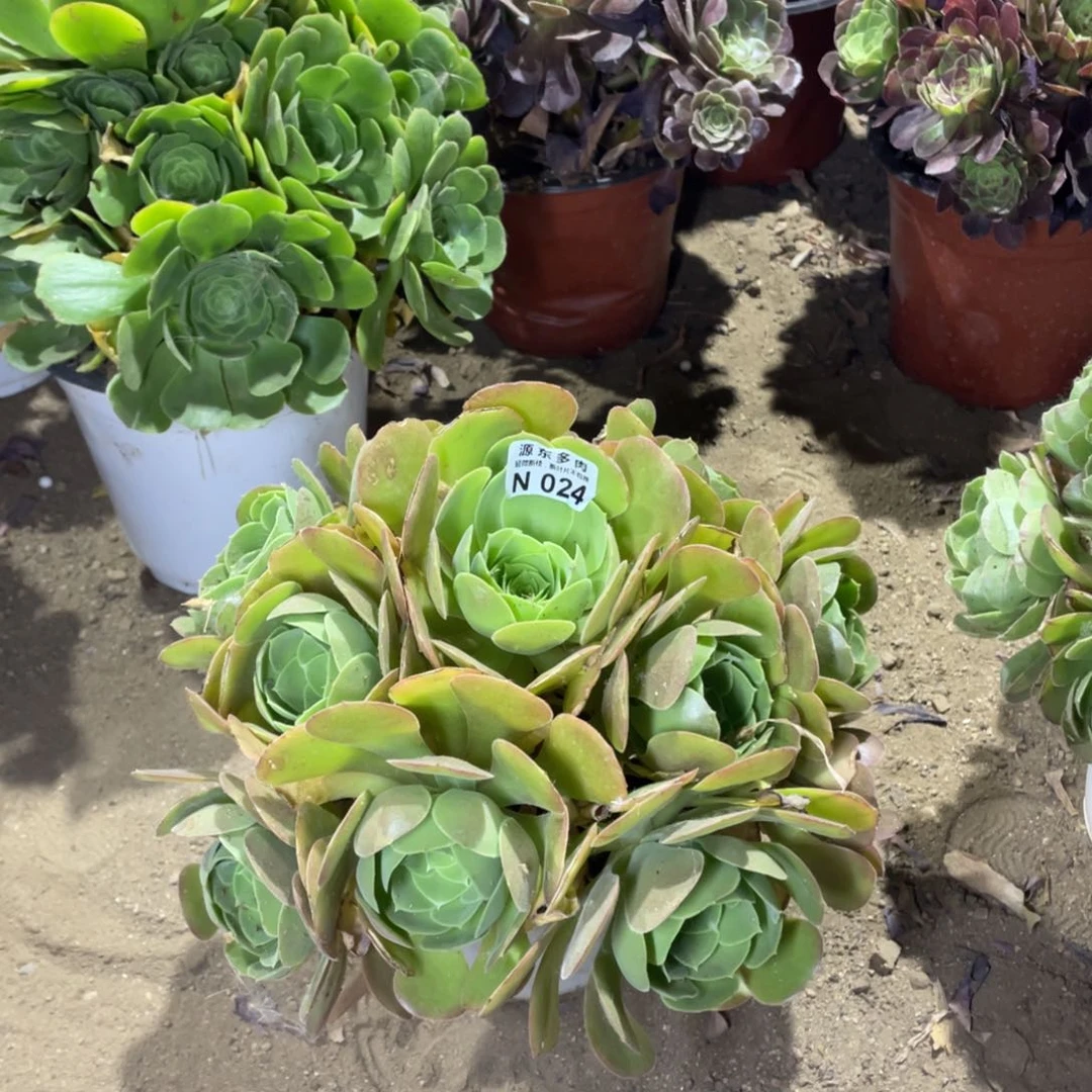 024柠檬多肉法师断枝不包