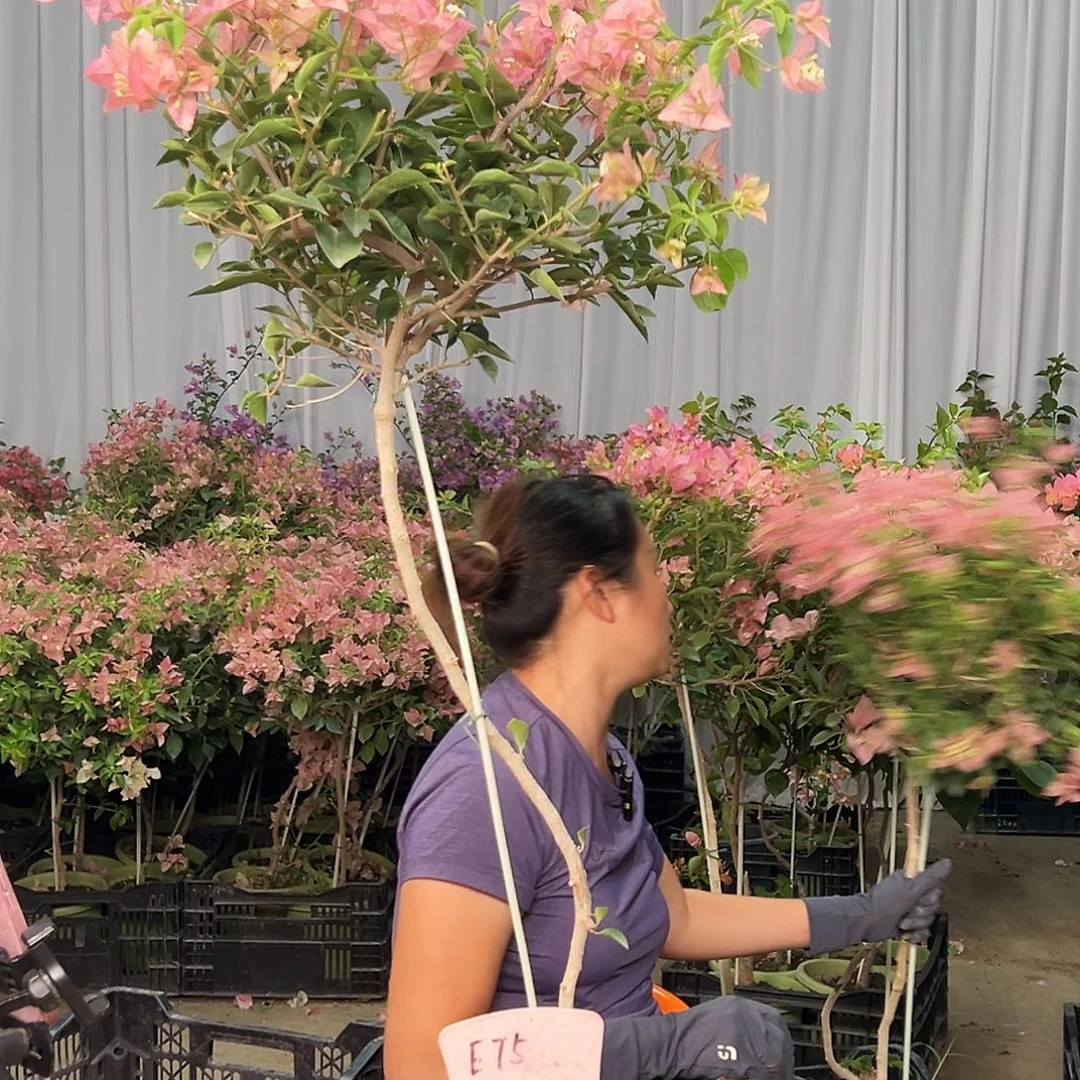 爱***咪大部分花苞少量开放E75卡亚塔