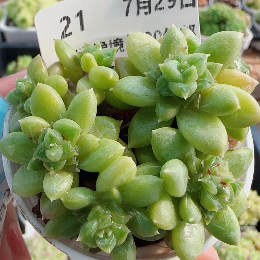 花语逸镜0729-21散