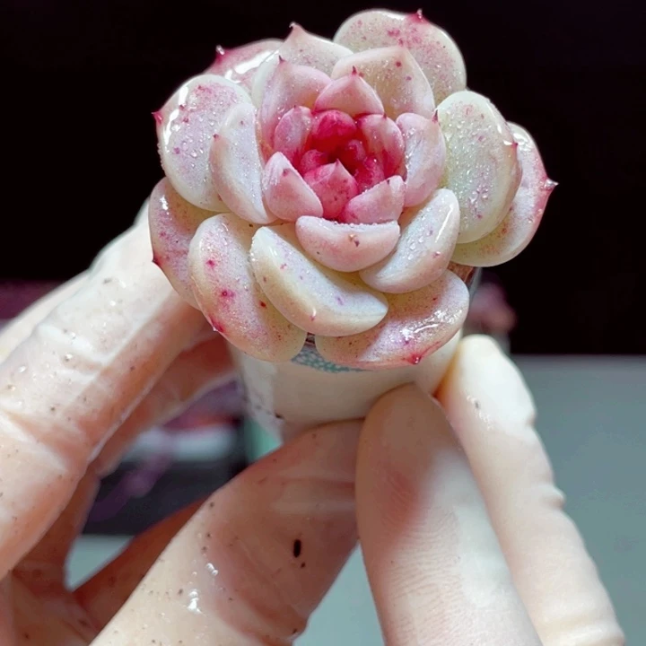 白天鹅样品1颗带盆发货