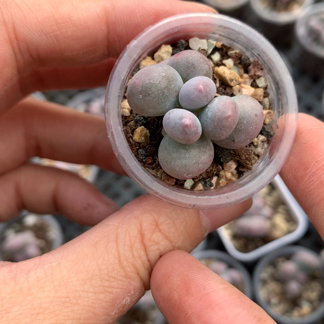 米可奶酪多肉米可奶酪