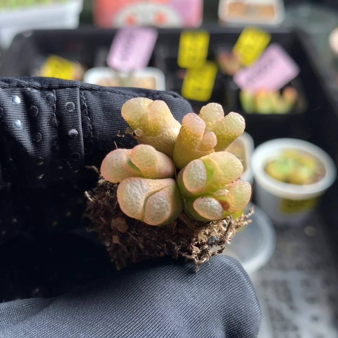 448粉樱风铃母本