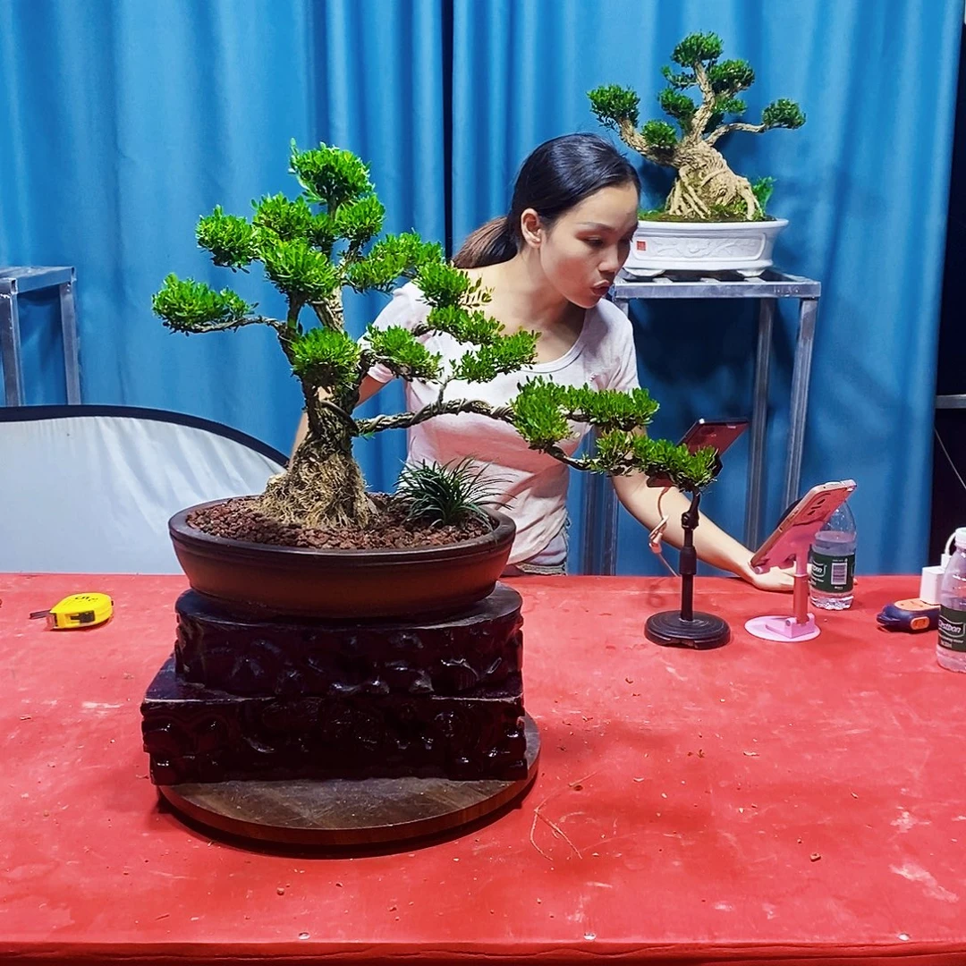 当前无花朵，栽培后可花朵