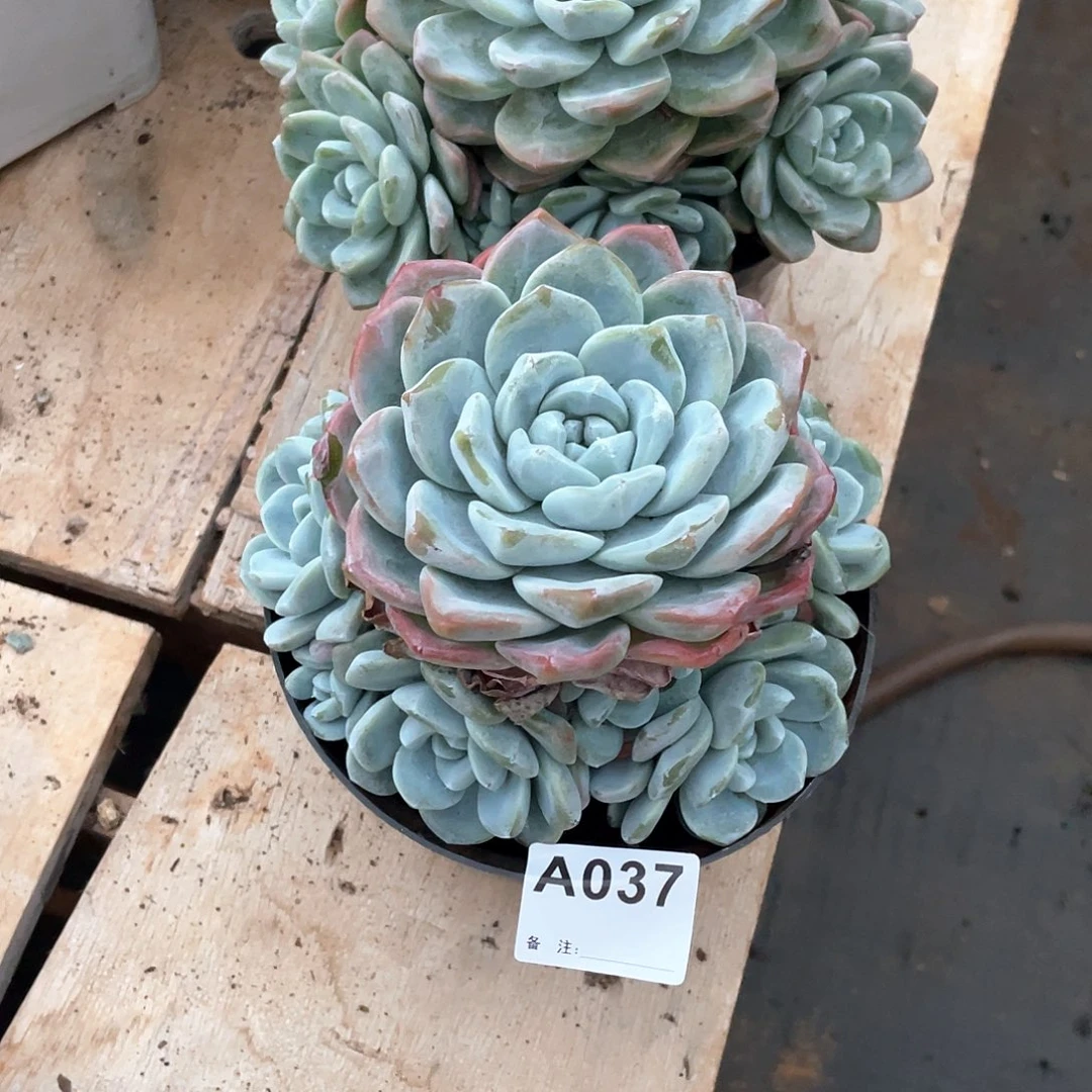 龙***)037多肉植物多肉植物