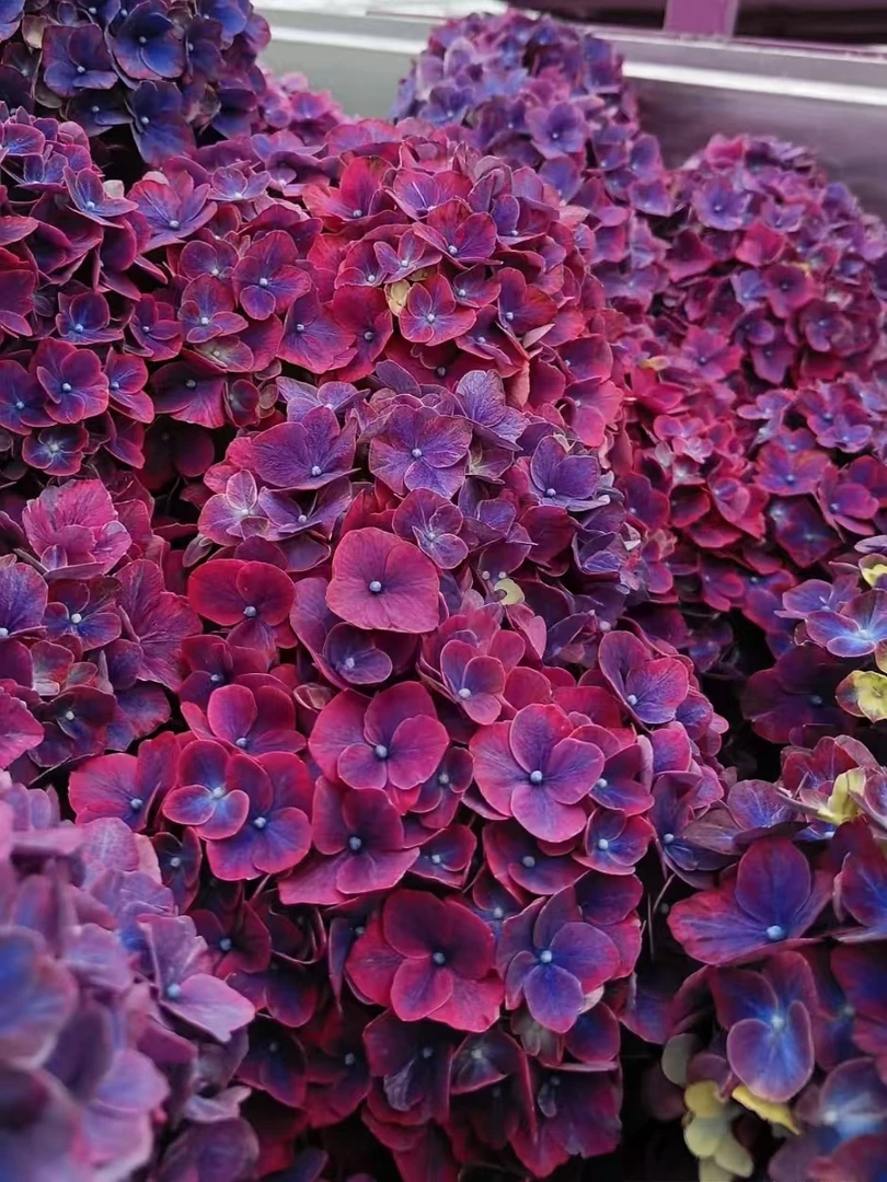 魔幻紫水晶1加仑基地直发耐晒耐高温阳台室内