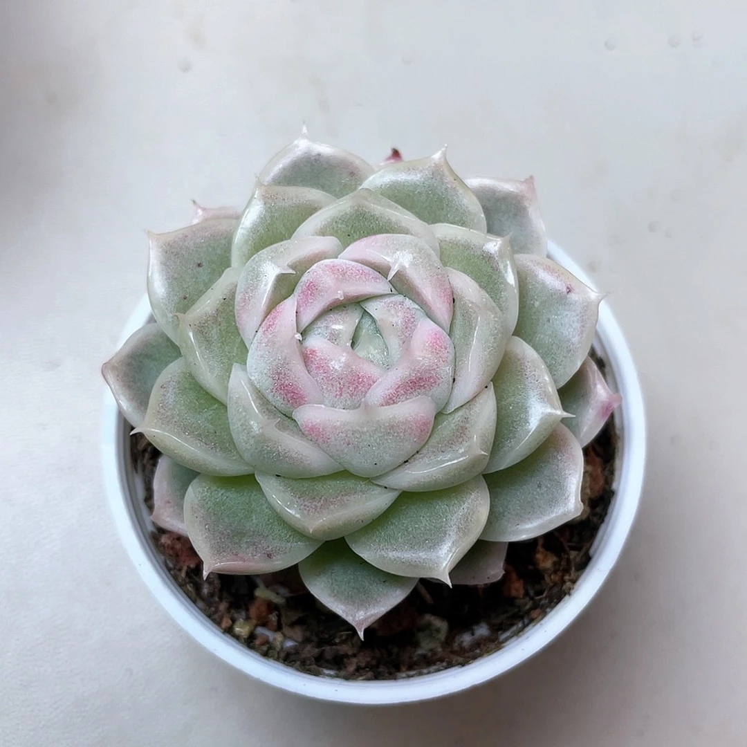 优选麦秆福利8967