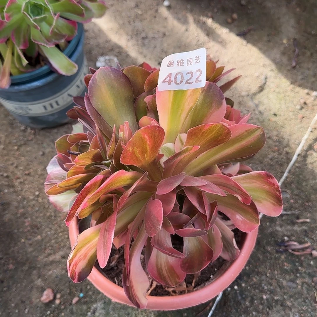 多肉植物七彩4022