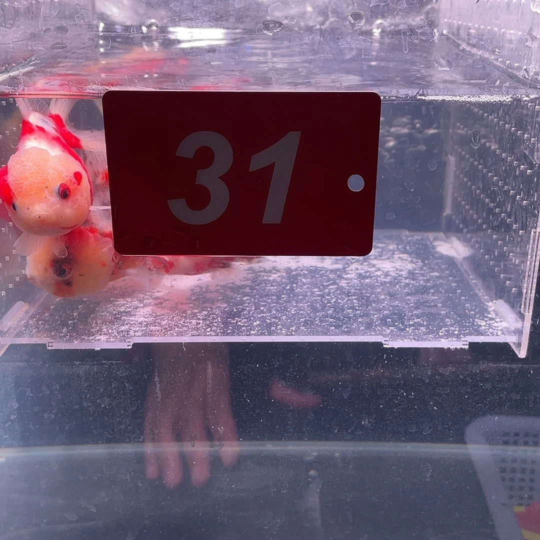 红嘴尖格鱼冷水江市等全国知名城市