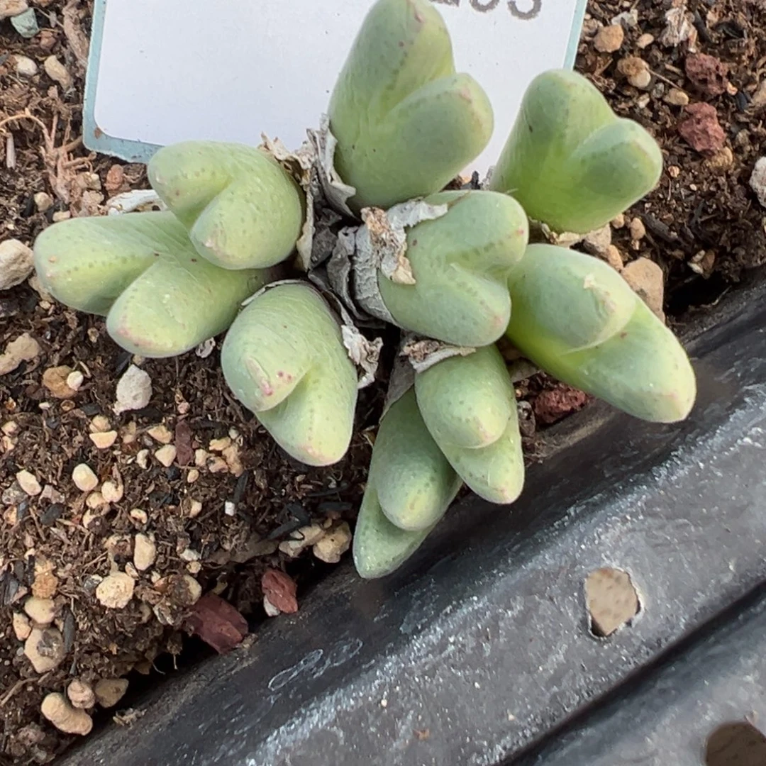 24-103肉锥多肉植物大战