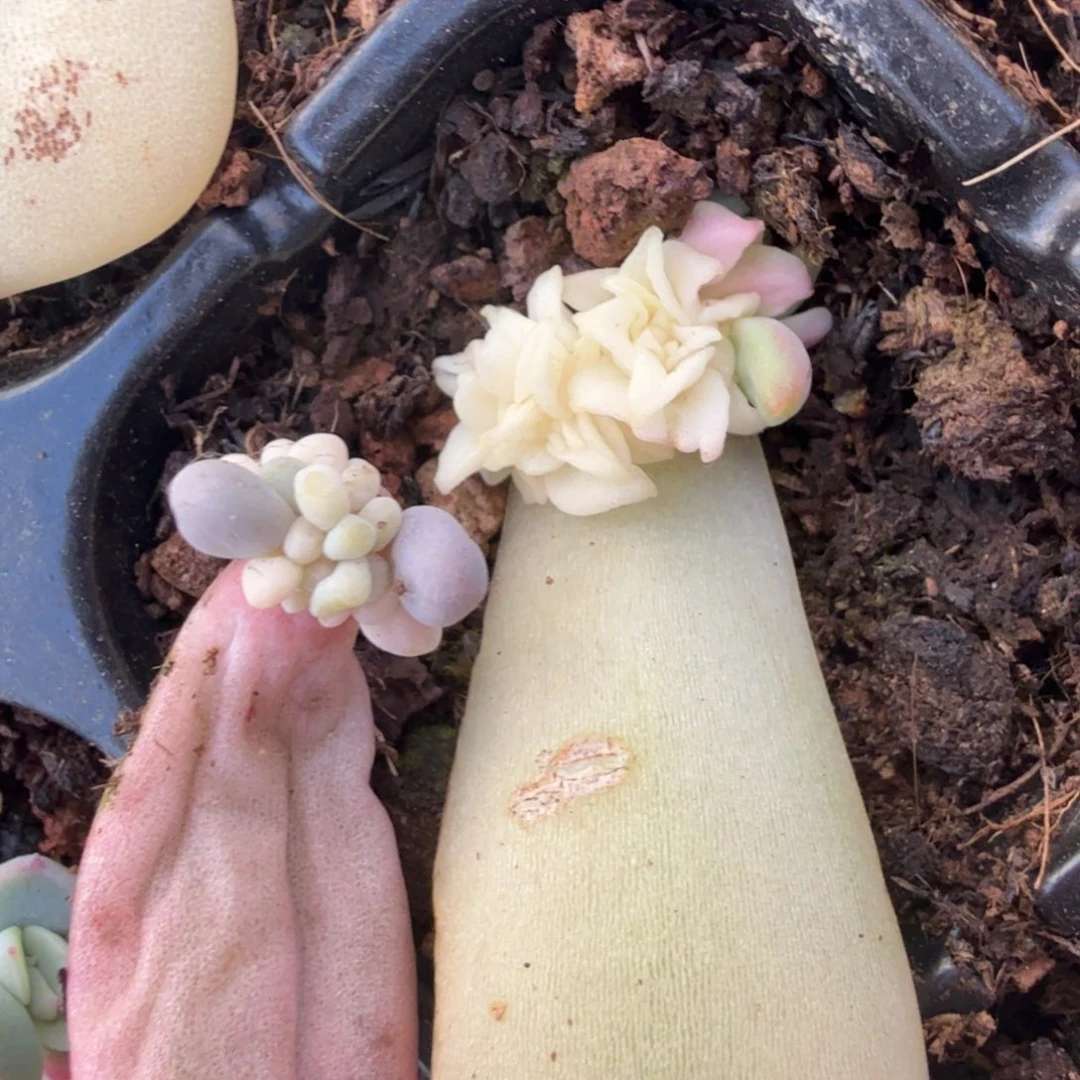 两片一组叶片的价格