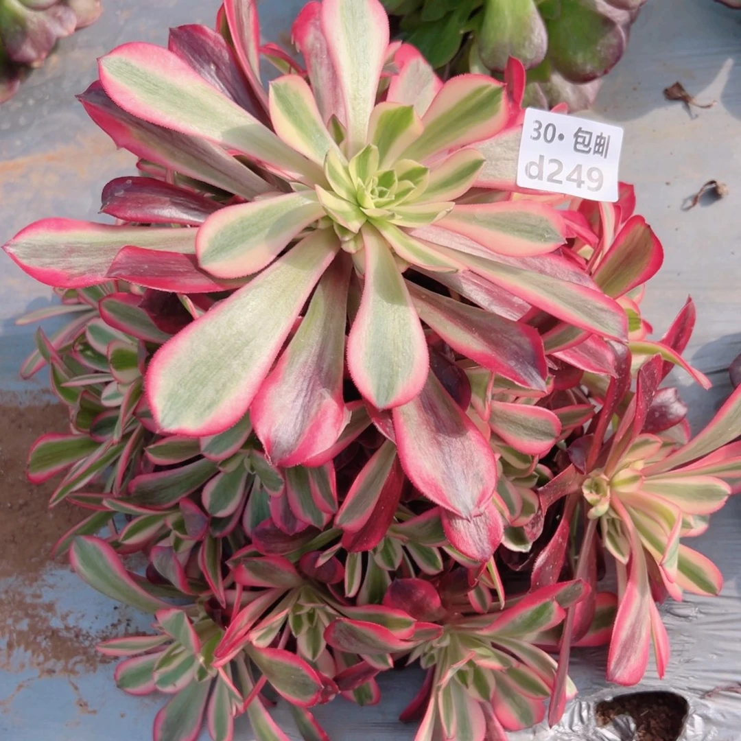 249美杜莎多肉法师