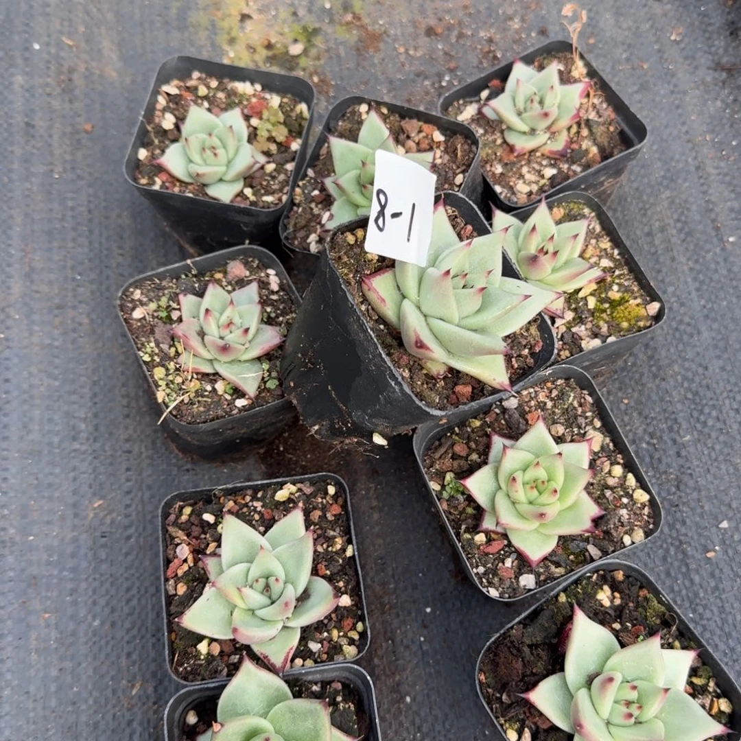 8-1多肉杂交乌木十棵量拍脱土发货