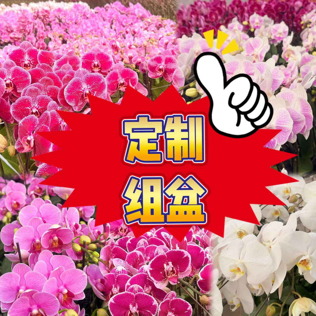 【直播专用】蓝色妖姬定制款蝴蝶兰