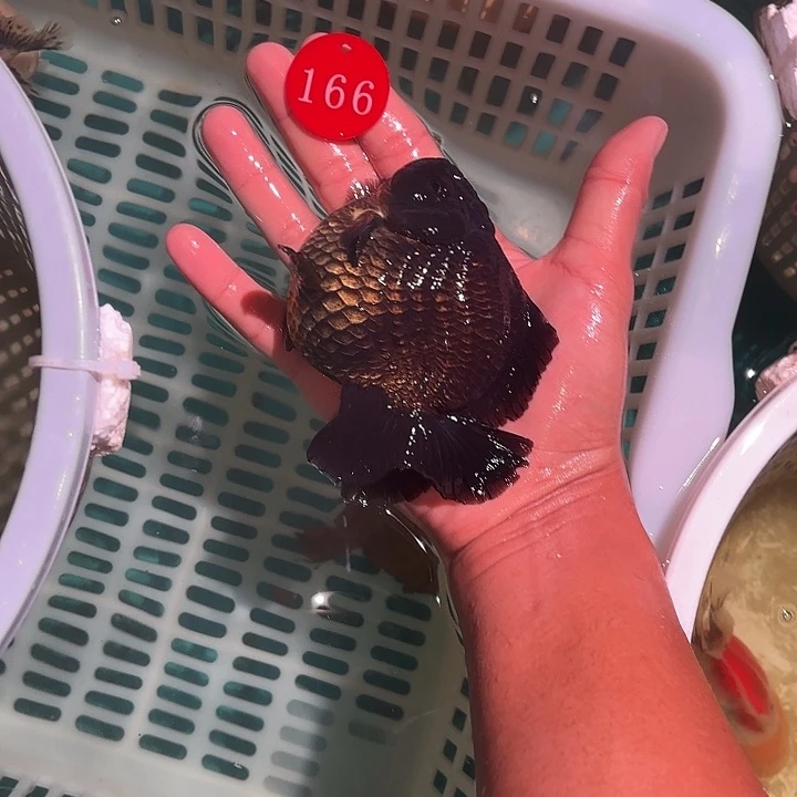 金鱼包邮12346679