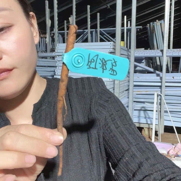 当前无花栽培后可以开花阿波罗根