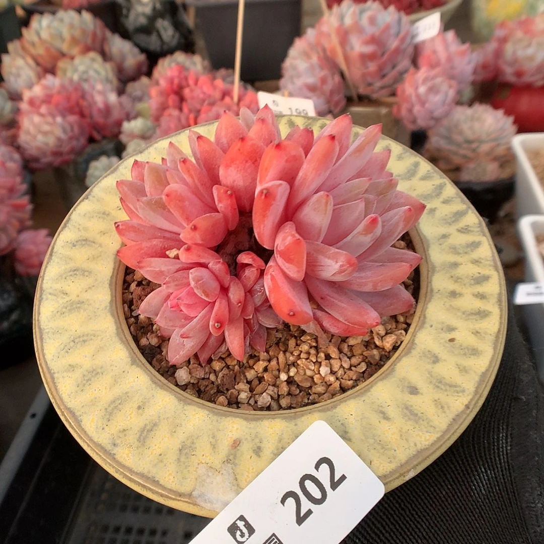 202玫瑰梦露多肉植物66666