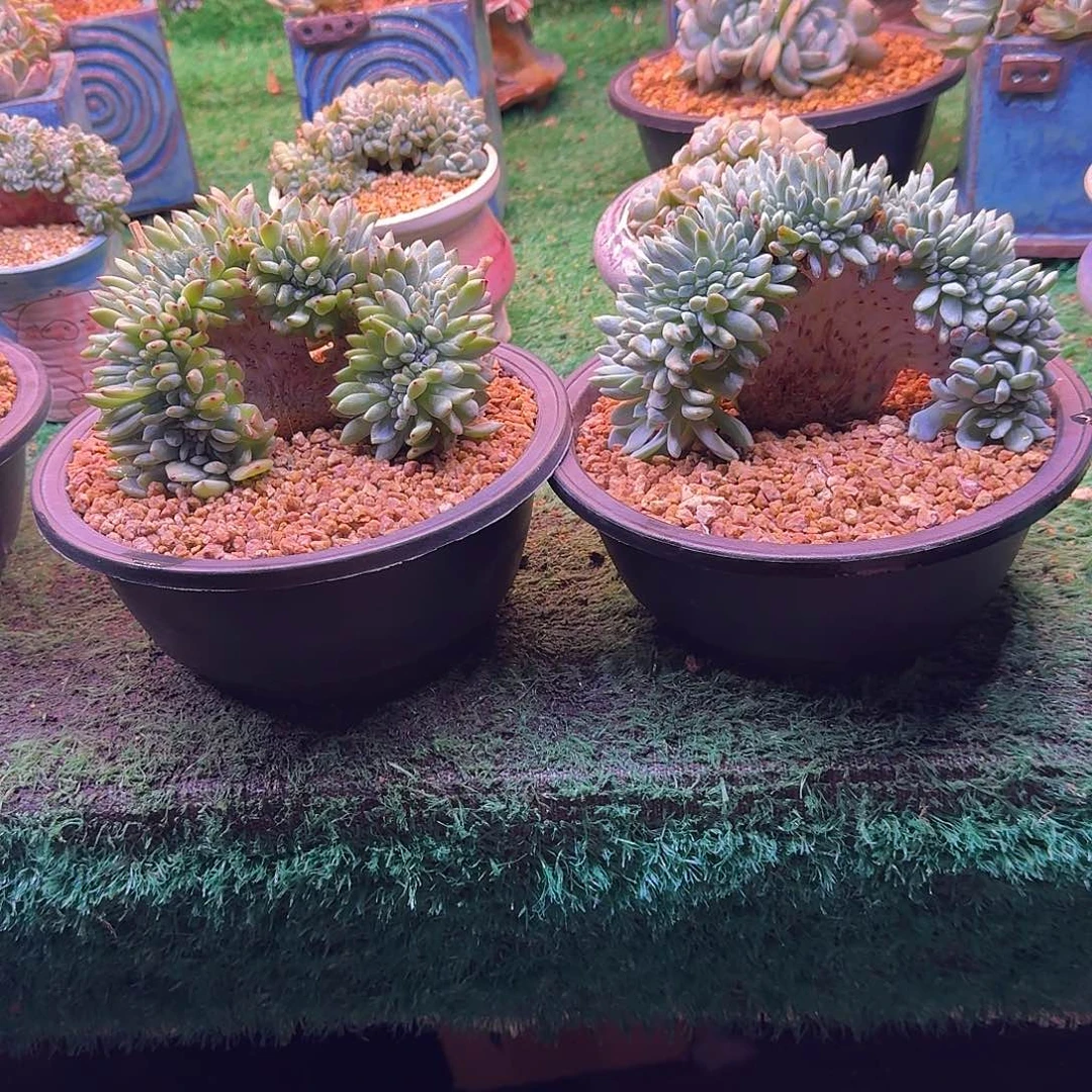 星影树缀无砍多肉