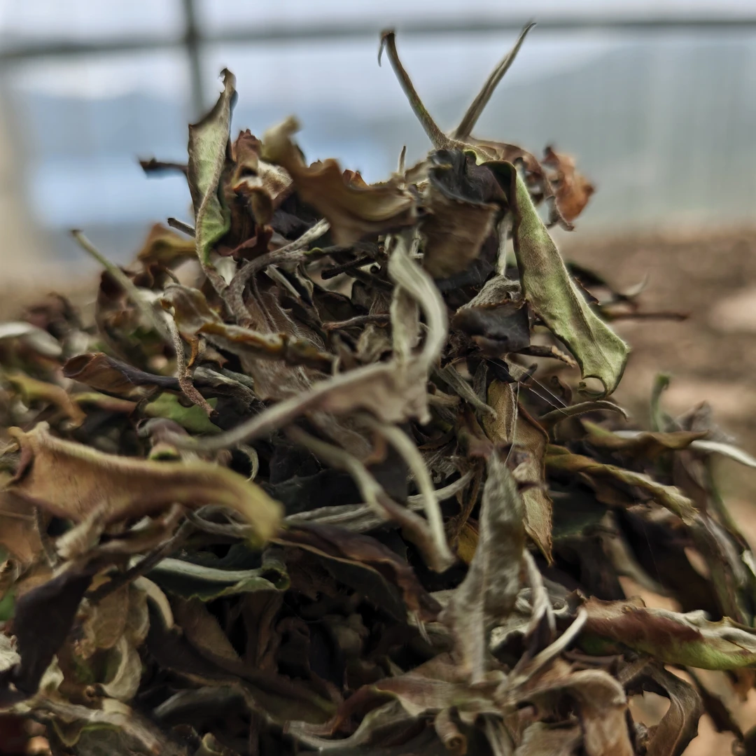 古树白茶25年秋露寿眉枣香可闷可泡可煮30片独立包装