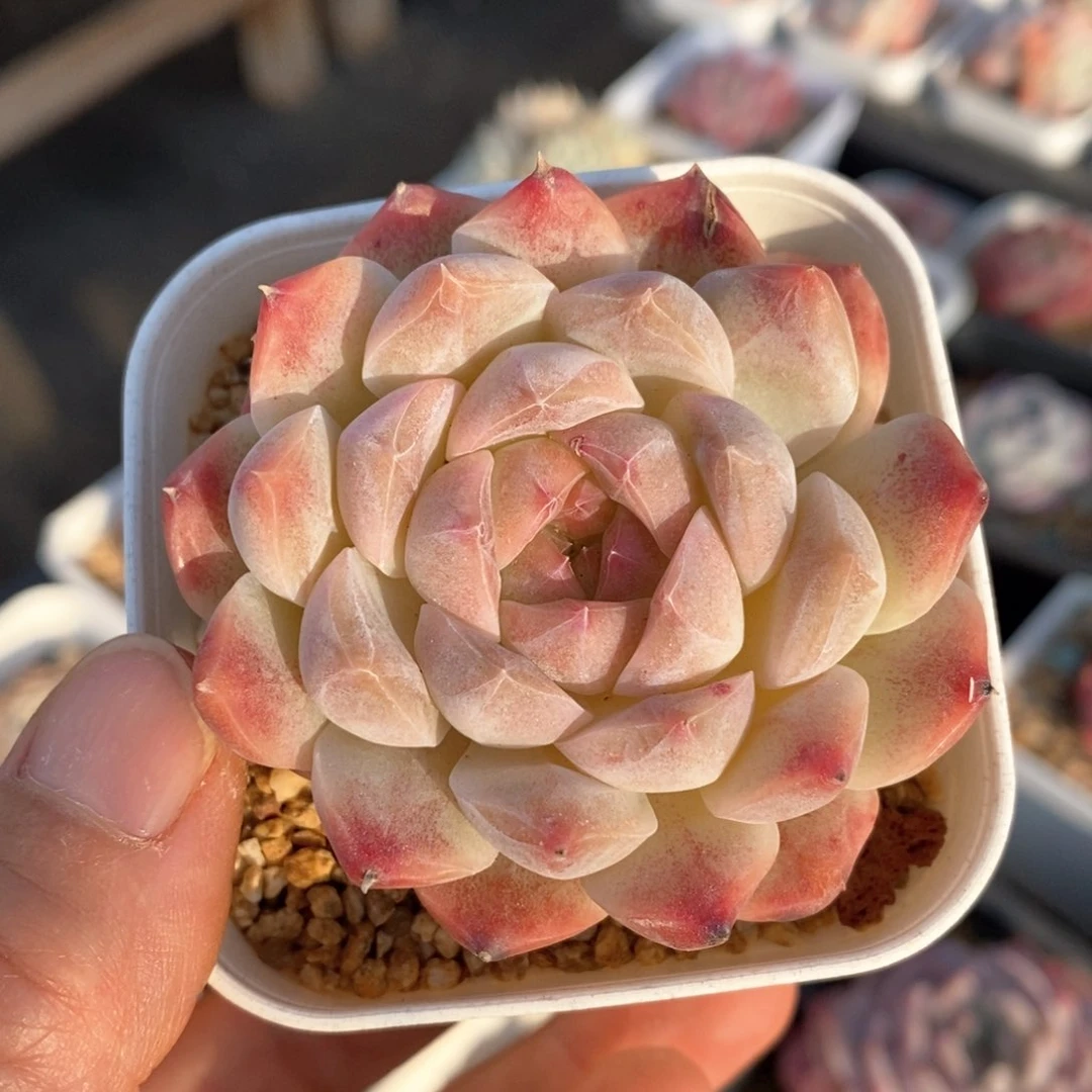 精品多肉一物一拍148