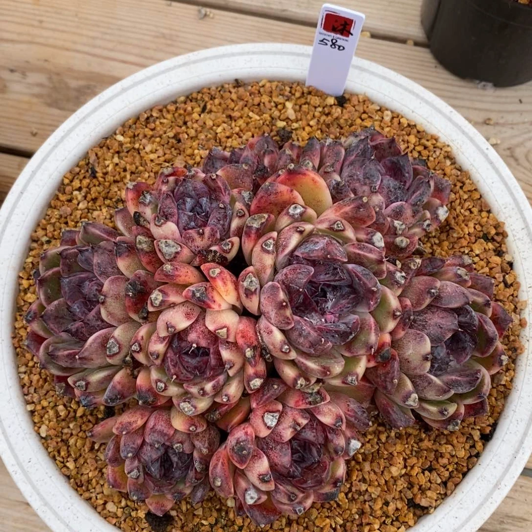 健健康康快快乐乐满38包邮多肉