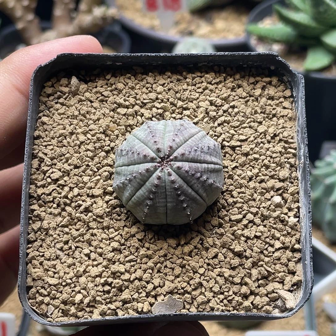 龟背欧系布纹球包邮