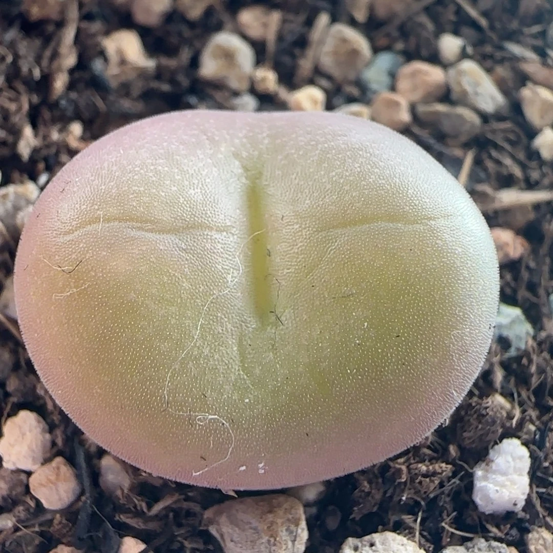 1396/尺寸1.9/空卡福/