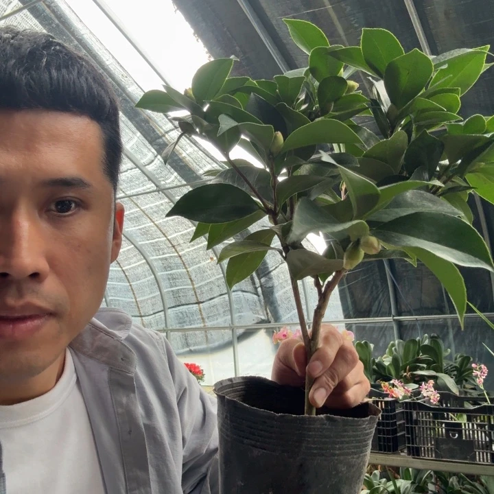 四季山茶盆栽花树