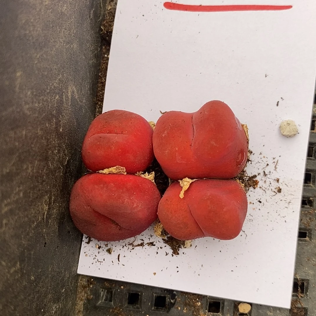 14312。  大红双头丝绒两颗。