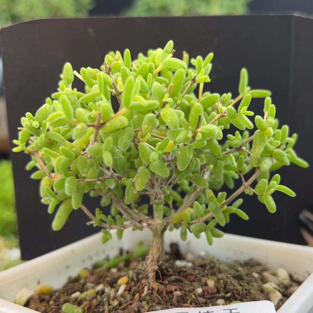 【闪购商品】小老桩dy2398彩虹卷锦冠幅7.5cm