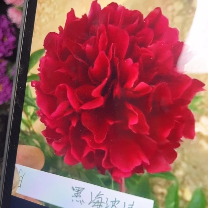 无花朵黑海芍药花